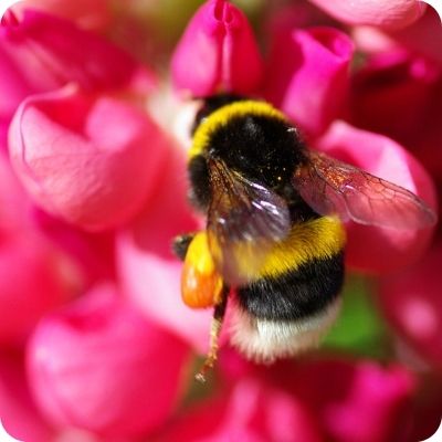 Raw honey and Bee Pollen